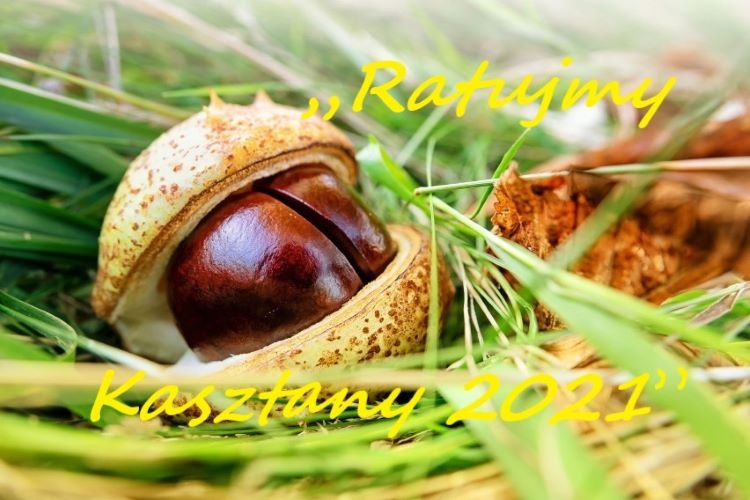 kasztany1.jpg